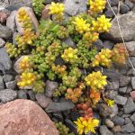Sedum divergens Sedum divergens