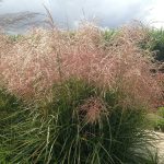 Miscanthus 'Pink Cloud' Miscanthus 'Pink Cloud'