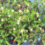 Muehlenbeckia complexa (sin. microphylla) Muehlenbeckia complexa (sin. microphylla)