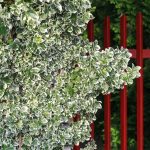 Euonymus fortunei 'Emerald Gaiety' Euonymus fortunei 'Emerald Gaiety'