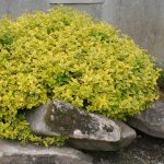 Euonymus fortunei 'Emerald 'n' Gold' Euonymus fortunei 'Emerald 'n' Gold'