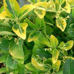 Euonymus japonicus 'Ovatus Aureus' Euonymus japonicus 'Ovatus Aureus'