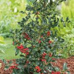 Ilex aquifolium 'Alaska' Ilex aquifolium 'Alaska'