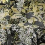 Ligustrum ibota 'Musli Muster'