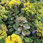 Sedum selskianum Sedum selskianum
