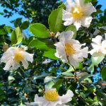 Camellia sasanqua 'Cleopatra White' (camelia invernale) Camellia sasanqua 'Cleopatra White' (camelia invernale)