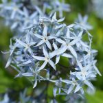 Amsonia tabernaemontana Amsonia tabernaemontana