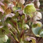 Helleborus x sternii 'Boughton Beauty' Helleborus x sternii 'Boughton Beauty'