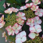 Hydrangea macrophylla 'Dolce Kiss' Hydrangea macrophylla 'Dolce Kiss'