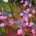 Hydrangea macrophylla 'Dolce Gipsy' Hydrangea macrophylla 'Dolce Gipsy'