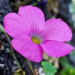 Oxalis bowiei Oxalis bowiei