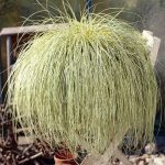 Carex oshimensis 'Evergold' Carex oshimensis 'Evergold'