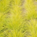 Pennisetum alopecuroides 'Jommenik' Pennisetum alopecuroides 'Jommenik'