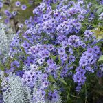 Aster cordifolius 'Little Carlow' Aster cordifolius 'Little Carlow'