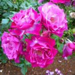 Rosa 'Outta The Blue' Rosa 'Outta The Blue'