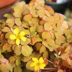 Oxalis spiralis ssp. vulcanicola 'Sunset Velvet' Oxalis spiralis ssp. vulcanicola 'Sunset Velvet'