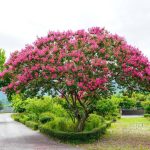 Lagerstroemia indica 'Baton Rouge' Lagerstroemia indica 'Baton Rouge'
