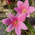 Zephyranthes robusta o carinata (Habranthus robustus)