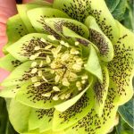 Helleborus orientalis 'Double Green Spotted' Helleborus orientalis 'Double Green Spotted'