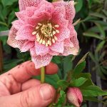 Helleborus 'Double Hot Pink Spotted' Helleborus 'Double Hot Pink Spotted'