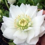 Helleborus 'Double White' Helleborus 'Double White'