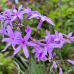 Tulbaghia violacea Tulbaghia violacea