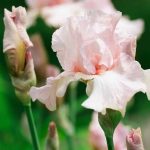 Iris 'Cherished' Iris 'Cherished'