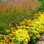 Fiori per bordure estive Fiori per bordure estive