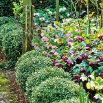 Piante perenni per bordure sempreverdi Piante perenni per bordure sempreverdi
