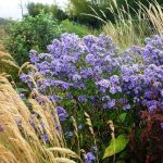 Fiori settembrini azzurri e erba dorata Fiori settembrini azzurri e erba dorata