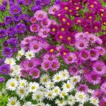 Settembrini fiori di settembre Settembrini fiori di settembre