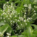 Armoracia rusticana (rafano, cren) Armoracia rusticana (rafano)