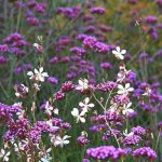 Fiori bianchi e viola Fiori bianchi e viola