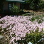 Fiori prati Fiori prati