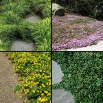 Piante tappezzanti sempreverdi calpestabili Piante tappezzanti sempreverdi calpestabili
