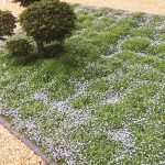 Tappezzanti perenni rifiorenti Tappezzanti perenni rifiorenti