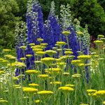 Fiori gialli e blu Fiori gialli e blu