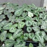 Ciclamino sempreverde Ciclamino sempreverde