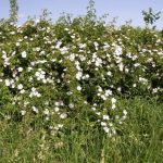 Rosa canina siepe Rosa canina siepe