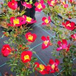 Rosa 'Royal Welcome' Rosa 'Royal Welcome'