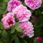 Rosa 'Therese Bugnet ' Rosa 'Therese Bugnet '