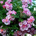 Rosa 'Apple Blossom' Rosa 'Apple Blossom'