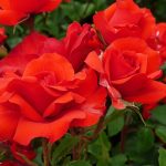 Rosa 'Porthos Climbing' Rosa 'Porthos Climbing'