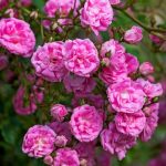 Rosa 'Super Dorothy’ Rosa 'Super Dorothy’