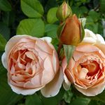 Rosa 'Jude the Obscure' Rosa 'Jude the Obscure'