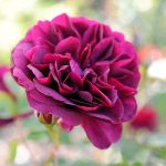 Rosa 'Darcey Bussell' (sin. 'Monferrato') Rosa 'Darcey Bussell' (sin. 'Monferrato')