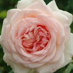 Rosa 'Roberto Capucci' Rosa 'Roberto Capucci'