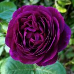 Rosa 'Twilight Zone' Rosa 'Twilight Zone'