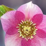 Helleborus or. 'Anemone Pink' Helleborus or. 'Anemone Pink'