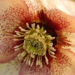 Helleborus orientalis 'Magic Apricot' Helleborus orientalis 'Magic Apricot'
